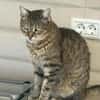 Seniorin IDA sucht Zuhause