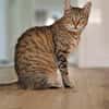 Seniorin IDA sucht Zuhause