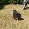 Mina - schwarze Schönheit