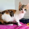 SMACKS (FIV+)