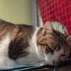 SPEEDY A17531