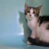 Boxon