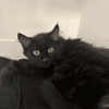 KAL