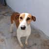 GAVILAN