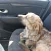 HENDRIX CROISE GRIFFON