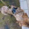 HENDRIX CROISE GRIFFON