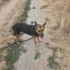 XANDY croise berger allemand