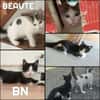 BN et BEAUTE A réserver  Adoption double ou séparé