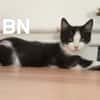 BN et BEAUTE A réserver  Adoption double ou séparé