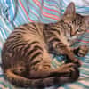 Bijou & Hilde Kitten