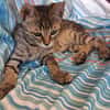 Bijou & Hilde Kitten