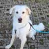 Sancho sucht sein Für-immer-Zuhause