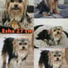 Esha ist neugierig und freundlich