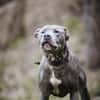 Nilo American Staffordshire Terrier sucht erfahrenes Zuhause