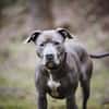 Nilo American Staffordshire Terrier sucht erfahrenes Zuhause