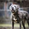 Nilo American Staffordshire Terrier sucht erfahrenes Zuhause