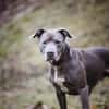 Nilo American Staffordshire Terrier sucht erfahrenes Zuhause