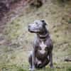Nilo American Staffordshire Terrier sucht erfahrenes Zuhause