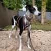 Corbato - Zuhause gesucht