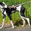 Corbato - Zuhause gesucht