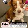 Treue RUBY möchte ankommen