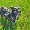 Luna sucht ein neues Zuhause