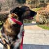 Luna sucht ein neues Zuhause