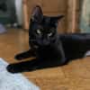 Tom & Ruby - Tolle Lackfellchen suchen  Familie