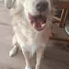 Balou sucht nach Enttäuschung neues Zuhause