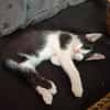 Babykater Fiete