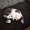 Babykater Fiete