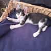 Babykater Fiete