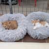 Max und Moritz