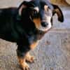 Bogi, 8 Jahre, handlich und lieb