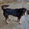 Bogi, 8 Jahre, handlich und lieb