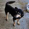 Bogi, 8 Jahre, handlich und lieb