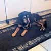 Bogi, 8 Jahre, handlich und lieb