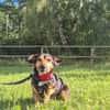 Heidi Tierschutzhund in 38448 Wolfsburg