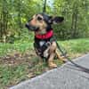 Heidi Tierschutzhund in 38448 Wolfsburg