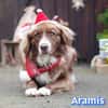 Vermittlungshilfe Aramis; 88239 Amtzell