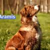 Vermittlungshilfe Aramis; 88239 Amtzell