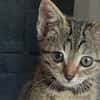 Opale [Chaton]