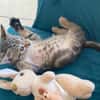 Opale [Chaton]