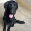 Nala (en cours d'adoption)