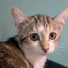 Natoo [Chaton]