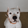 Dogo