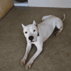 Dogo