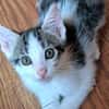 KATER CHA