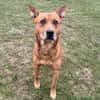 Dingo CAA15190