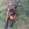 TAYSON
